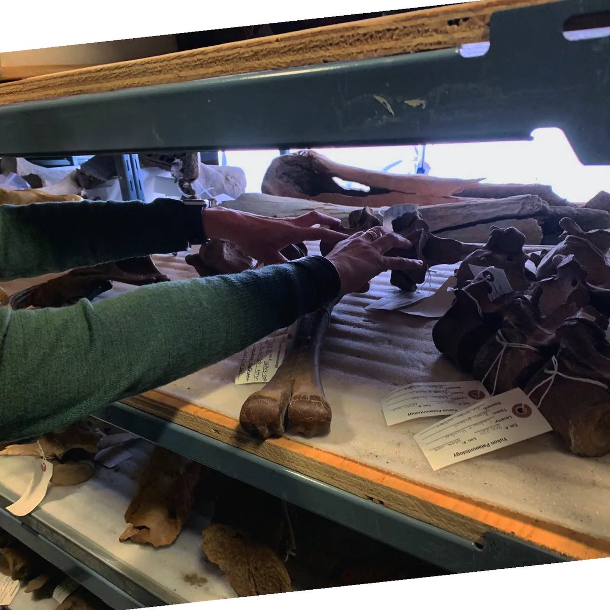yukonberingia's tweet photo. Lights, camera, action! 🎬 We're at the Yukon Palaeontology lab filming with Dr Grant Zazula and Elizabeth Hall. These videos will be incorporated into some of the new exhibits coming to our main exhibit hall. Filming continues next week with more #Beringia experts. #BeringiaBTS https://t.co/UKJJRjdFmf