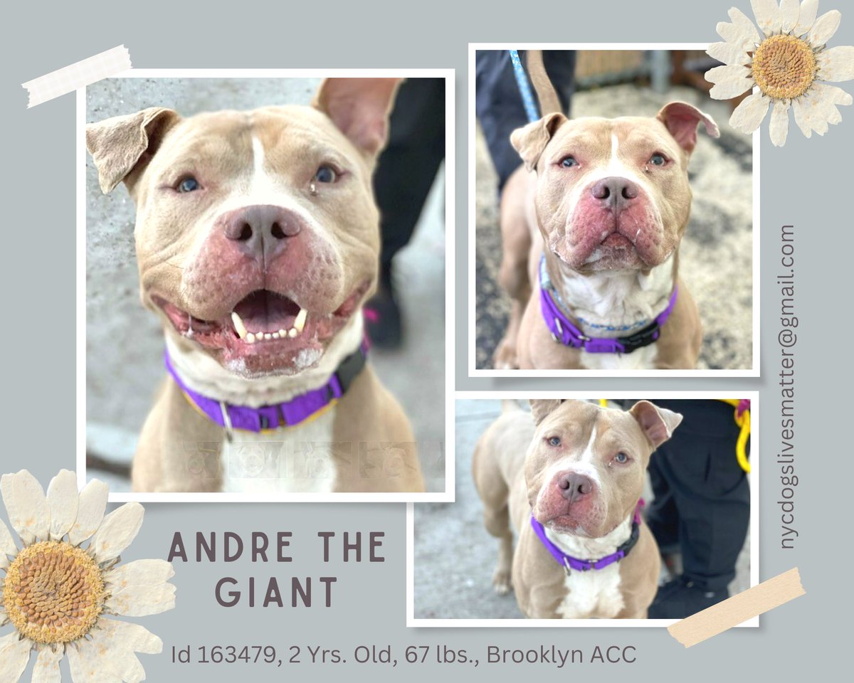 ckarr2's tweet image. Give 2y/o ANDRE 4 things: toys, balls, you &amp;amp; more toys &amp;amp; his world is perfect. He&apos;s a young, super playful, not giant, very sweet boy found stray. Not fond of other dogs, loves people, he&apos;s been damned w/a #KillCommand, only a #FOSTER can save him. #DeadDogWalking NO TIME LEFT.
