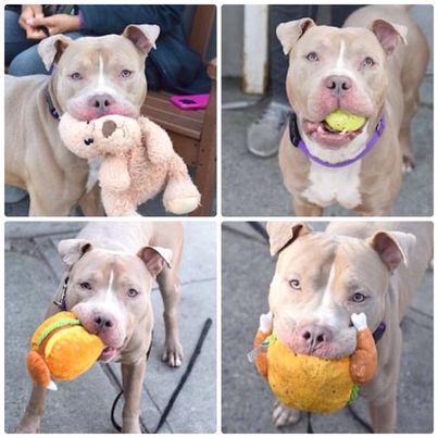 ckarr2's tweet image. Give 2y/o ANDRE 4 things: toys, balls, you &amp;amp; more toys &amp;amp; his world is perfect. He&apos;s a young, super playful, not giant, very sweet boy found stray. Not fond of other dogs, loves people, he&apos;s been damned w/a #KillCommand, only a #FOSTER can save him. #DeadDogWalking NO TIME LEFT.