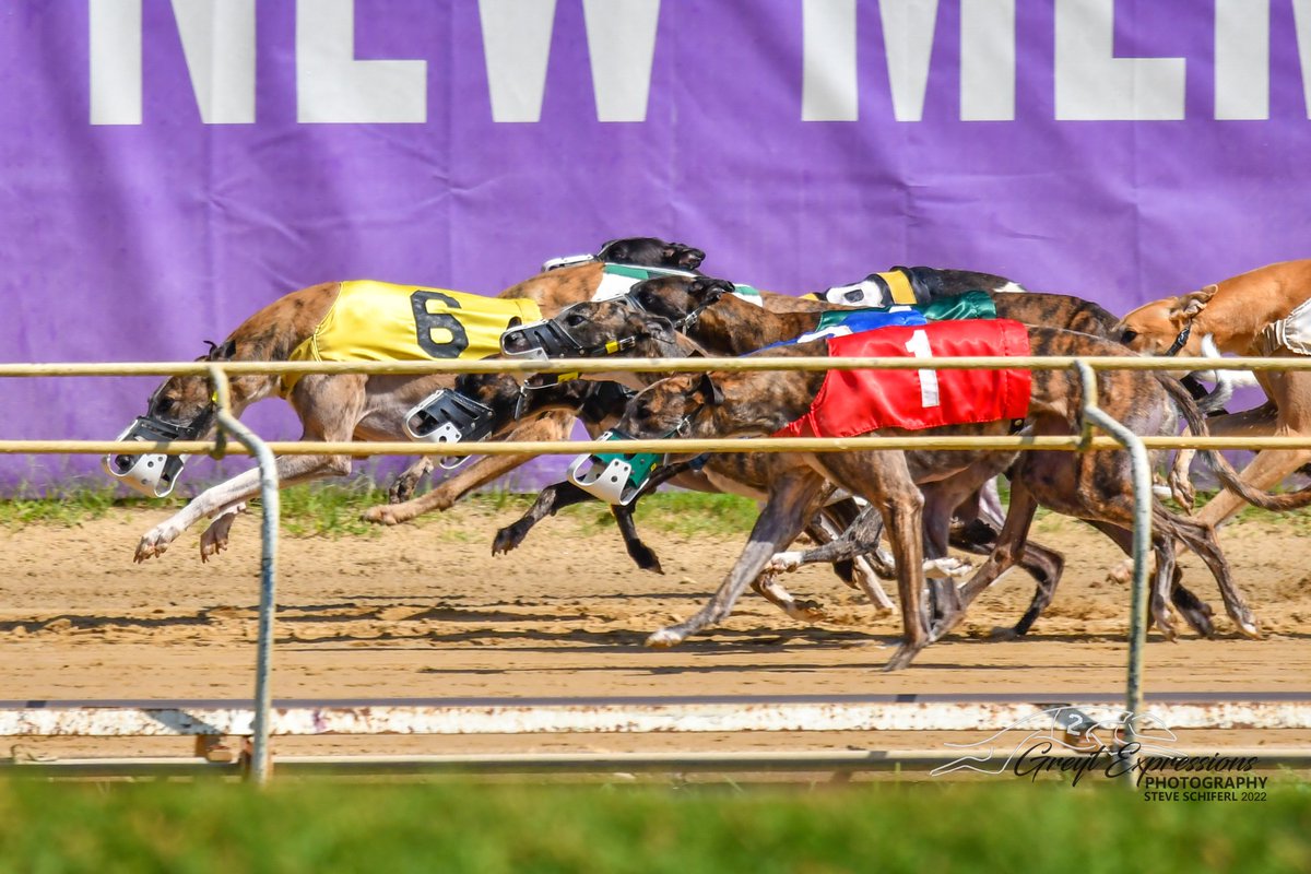 NGA Greyhound Assoc tweet media