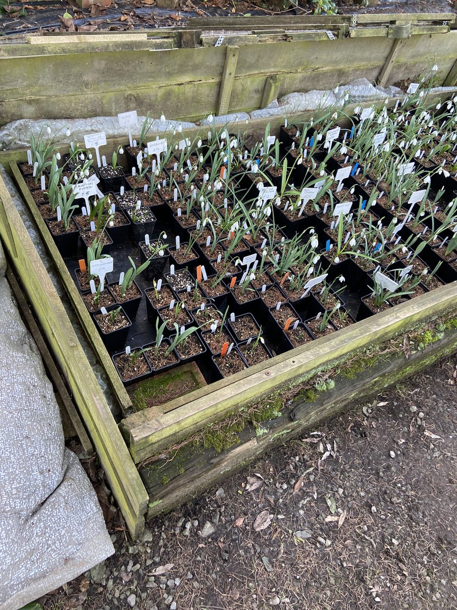 TheWorcsGarden's tweet image. 😍 so many to choose from #SpoiltForChoice #SnowdropOverload