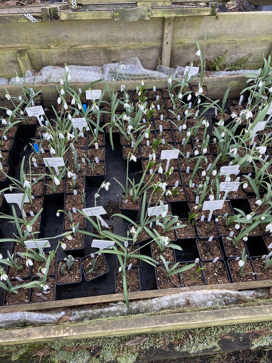 TheWorcsGarden's tweet image. 😍 so many to choose from #SpoiltForChoice #SnowdropOverload