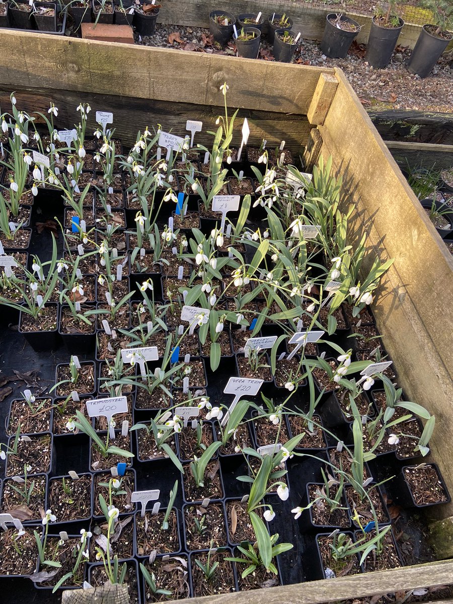 TheWorcsGarden's tweet image. 😍 so many to choose from #SpoiltForChoice #SnowdropOverload