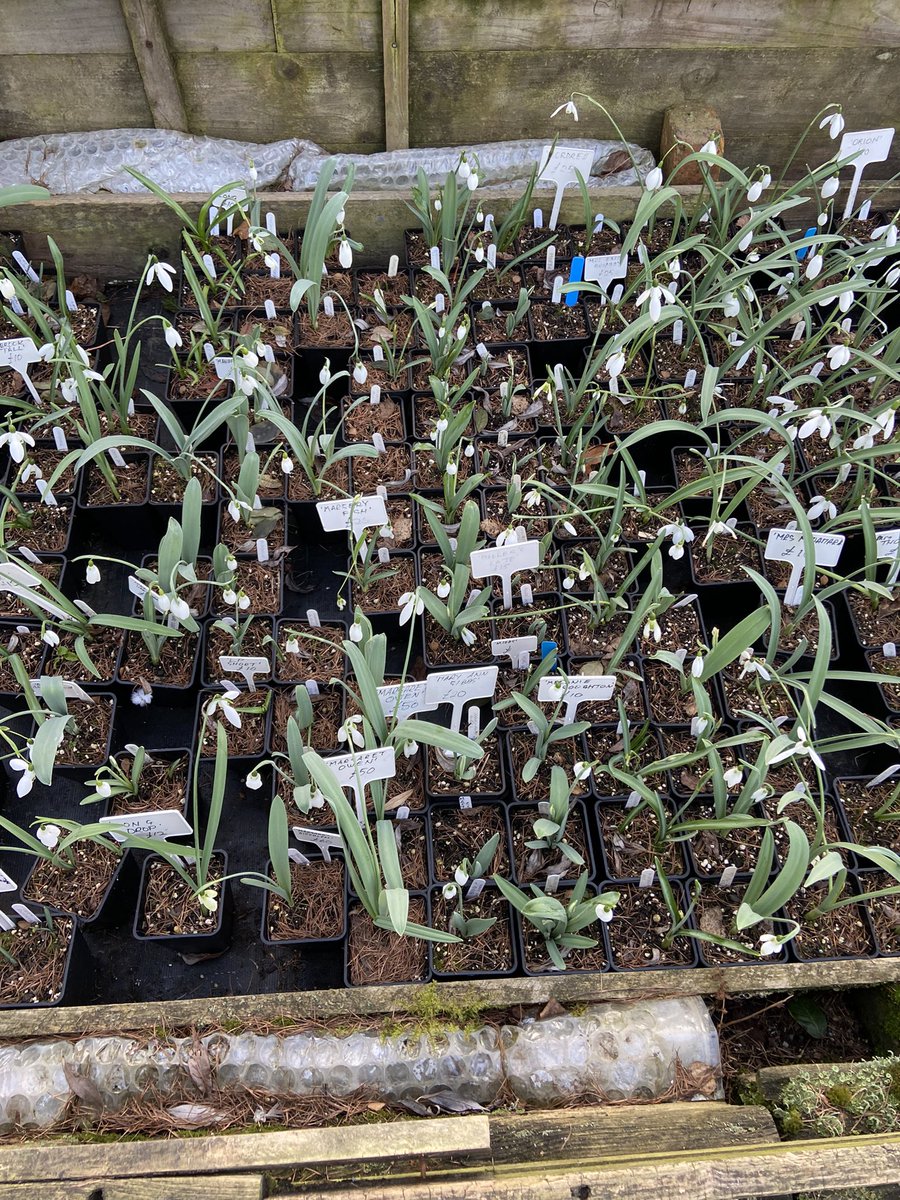 TheWorcsGarden's tweet image. 😍 so many to choose from #SpoiltForChoice #SnowdropOverload