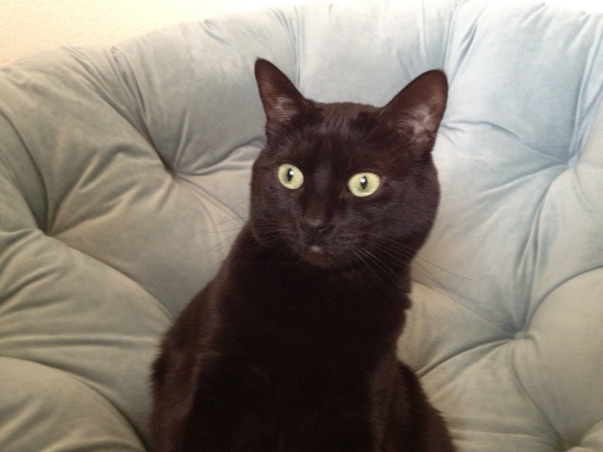The Unexpected Truth About Catturd'S Twitter Following - 8rhezpj