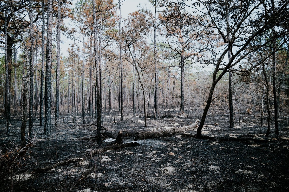SimplyHook3d's tweet photo. Hiked through a control burn to check out some caves. Then to the lake for a break. #hikeflorida #leica #LeicaQ2 #landacape #photooftheday #photogrpahy #f8 #moody https://t.co/nywcn7BW0F