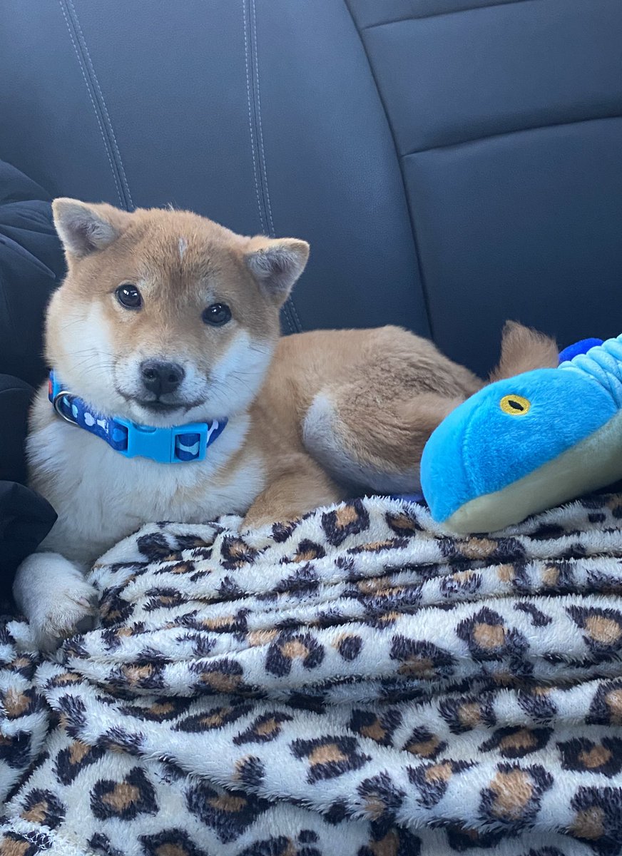DogeGirl321's tweet photo. I got a doge! 🥰 https://t.co/xtImGwSmQw