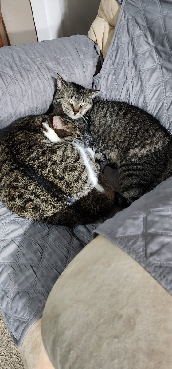 MQuenan's tweet photo. Taz and his girlfriend Novalee snuggling in for the night. https://t.co/f3sDLy9e0e