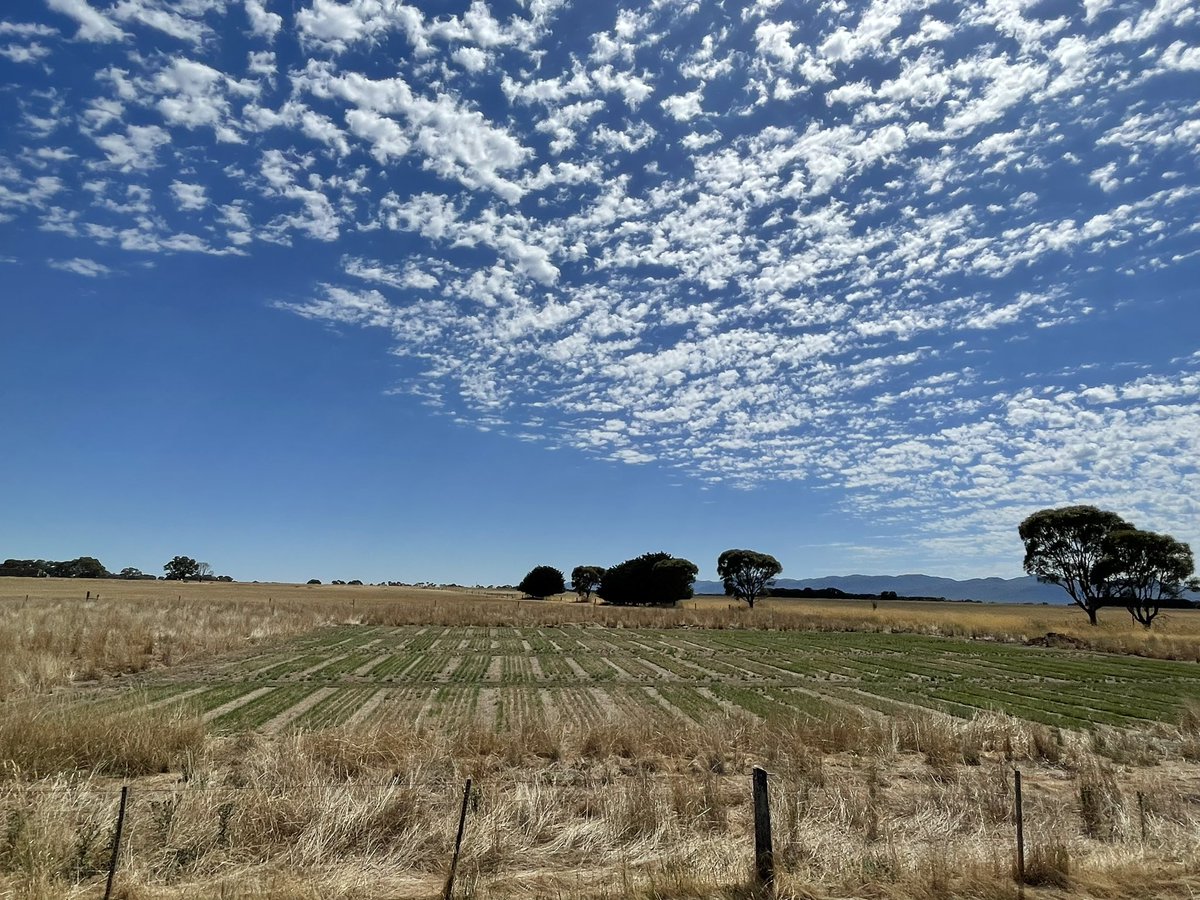 Cool to see a bit of green still in the Ryegrass at the PTN site at South Mokanger.