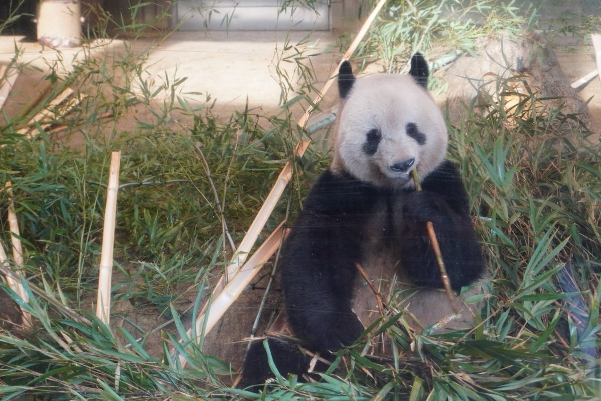 本日は雪予報で寒いので、先日に社員が撮影した上野動物園のシャンシャンの写真で暖を取ります・・・