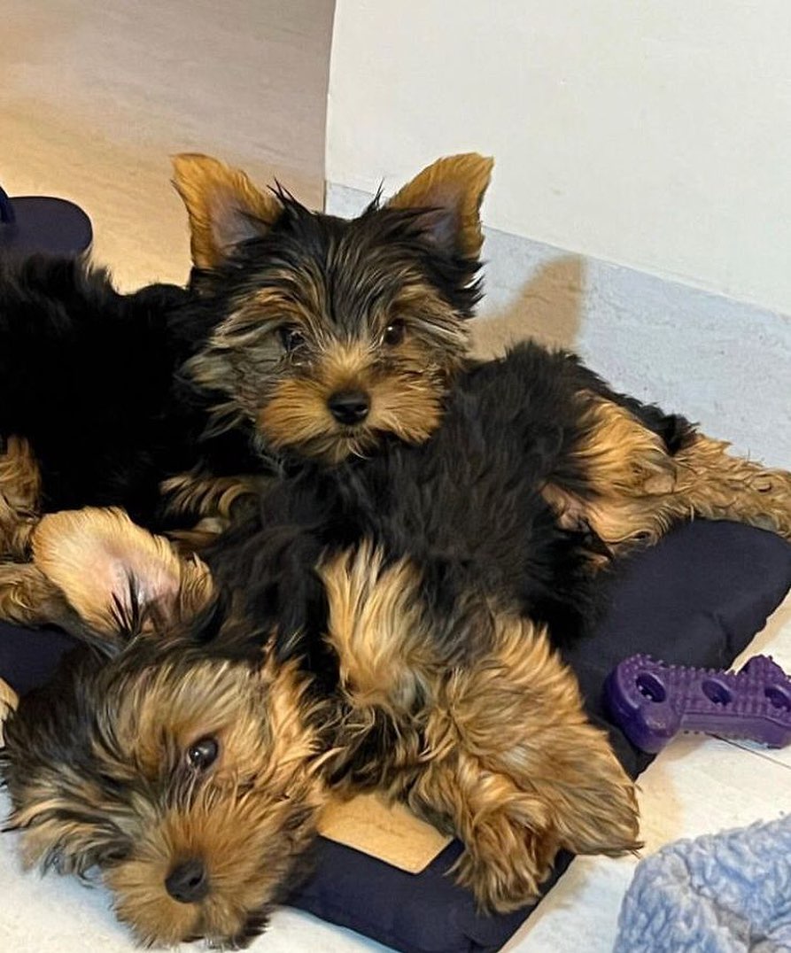 YorkshireClub19's tweet photo. How cute! 🥰 Rate this pic 1-10 in comments!😘
#yorkieofficial #yorkieworld #yorkiestyle #yorkiepuppies #yorkiearmy #yorkiesdaily #yorkiepup #yorkienetwork #yorkiemommy https://t.co/y77cuDLzuX