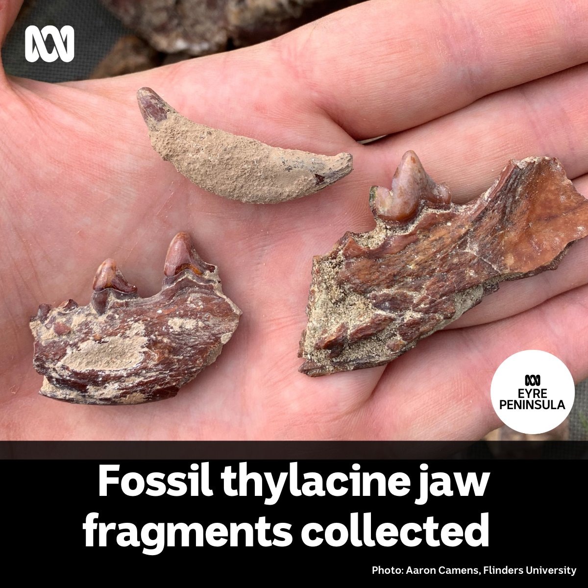 This week I've been imagining an Eyre Peninsula where Tassie tigers and giant kangaroos roamed, and there was no ocean in Coffin Bay. >> ab.co/3YCeHed #FlindersUniversity