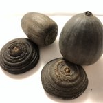 どんぐり料理研究家/どんぐりキノコ研究所のツイート画像