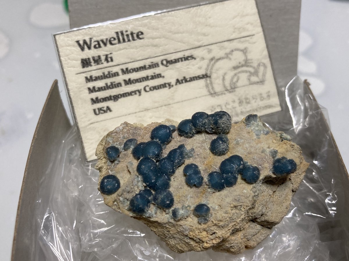 blue_gradation8's tweet image. #一日一鉱物
2/10
ワーベライト
欲しいけどレアタイプ😔
と思っていたら、年明けに某Yさんがバズってましたね。笑
その後つぐこみねらるずさん @TMF0330 の事前告知ツイートを見て、絶対欲しい！とスナイプしました😊
財布は死んだけど…
でもほんと可愛い！！
銀星石という名前も良いですよね✨