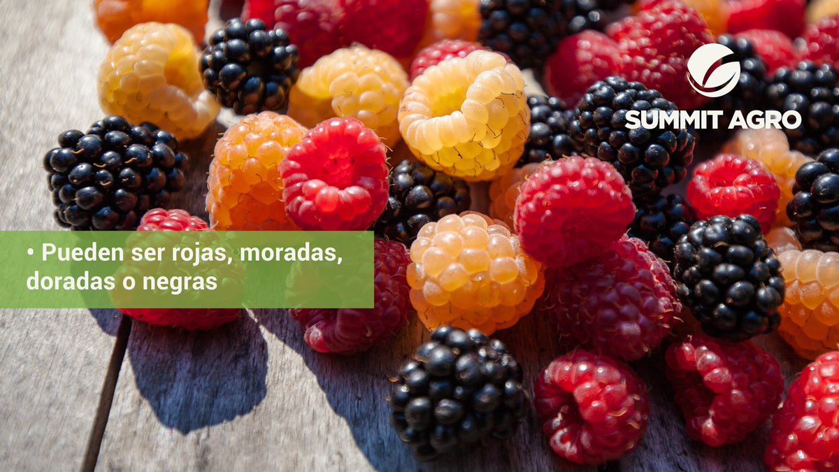 SummitAgroMx's tweet photo. #Sabíasque: Las #frambuesas contienen más #vitamina C que las naranjas. https://t.co/uFRffxzHGd