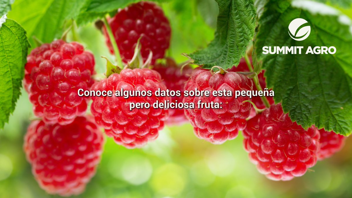 SummitAgroMx's tweet photo. #Sabíasque: Las #frambuesas contienen más #vitamina C que las naranjas. https://t.co/uFRffxzHGd