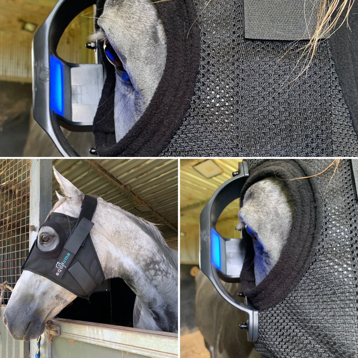 HillviewThorou1's tweet photo. Chilli getting show ready!
A big thank you @maxcoghlanporlezza @amandinelefevre86 @equilume…a fantastic product and company!
#hotkingprawn #championsprinter #equilume 
#bluelight
#betterwithblue
#showcoat #ott #lifeafterracing #hillviewthoroughbreds https://t.co/LgDOdtRAaW