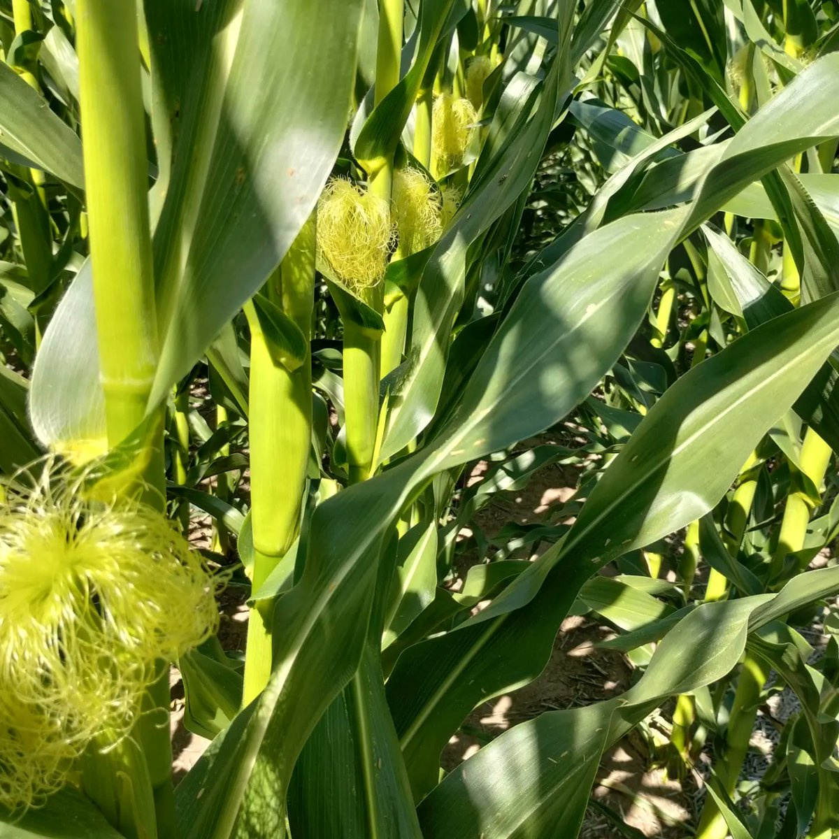 agroleben's tweet photo. Recorrida por los ensayos #LideresEnRelacionamiento3.0 con los maíces ya en R1. @Bayer4CropsAR @FieldViewArg @DekalbArgentina https://t.co/PJa6ZFmt0k
