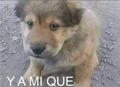 memefeos's tweet photo. mi pana contándome lo feliz q es con su pareja*

yo todo envidioso: https://t.co/yPjEN3gN0N