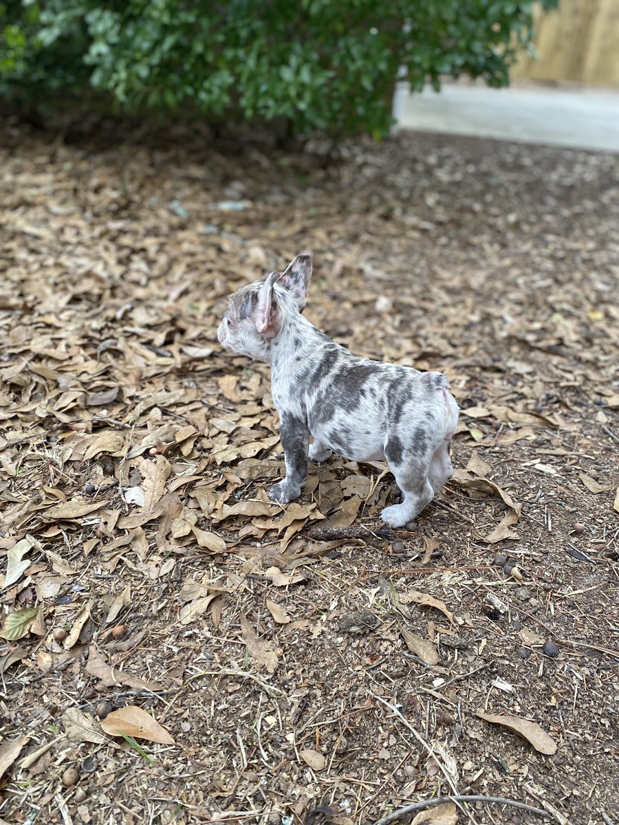 For sale. Female Merle french Bulldog.  💰