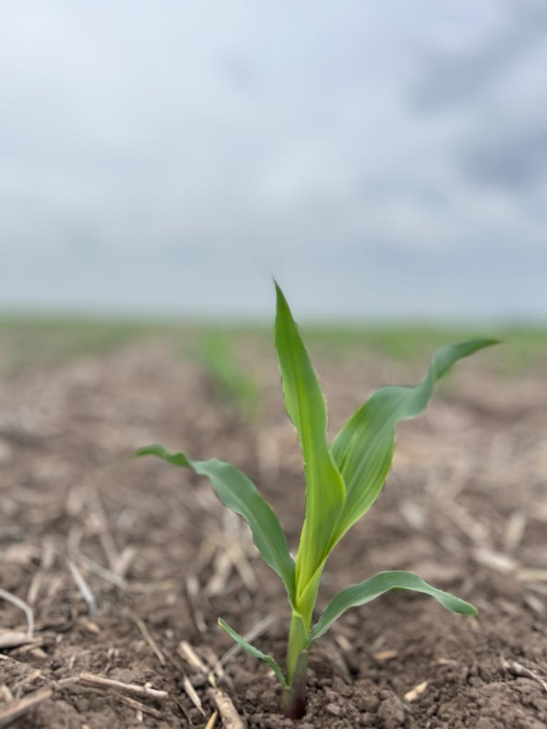 agroleben's tweet photo. Recorrida por el lote de maíz en #LideresEnRelacionamiento3.0 a los 15 días postsiembra con las plantas en estadio V2 @Bayer4CropsAR @FieldViewArg @DekalbArgentina https://t.co/c4felQKjjA