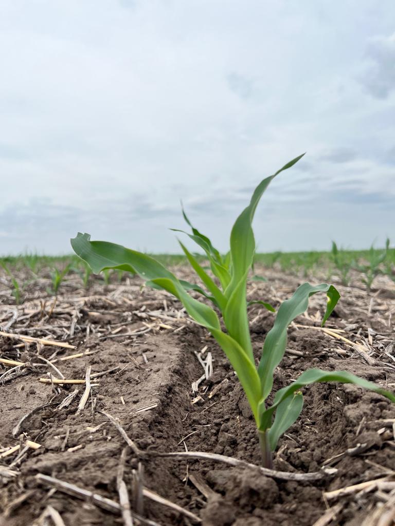 agroleben's tweet photo. Recorrida por el lote de maíz en #LideresEnRelacionamiento3.0 a los 15 días postsiembra con las plantas en estadio V2 @Bayer4CropsAR @FieldViewArg @DekalbArgentina https://t.co/c4felQKjjA