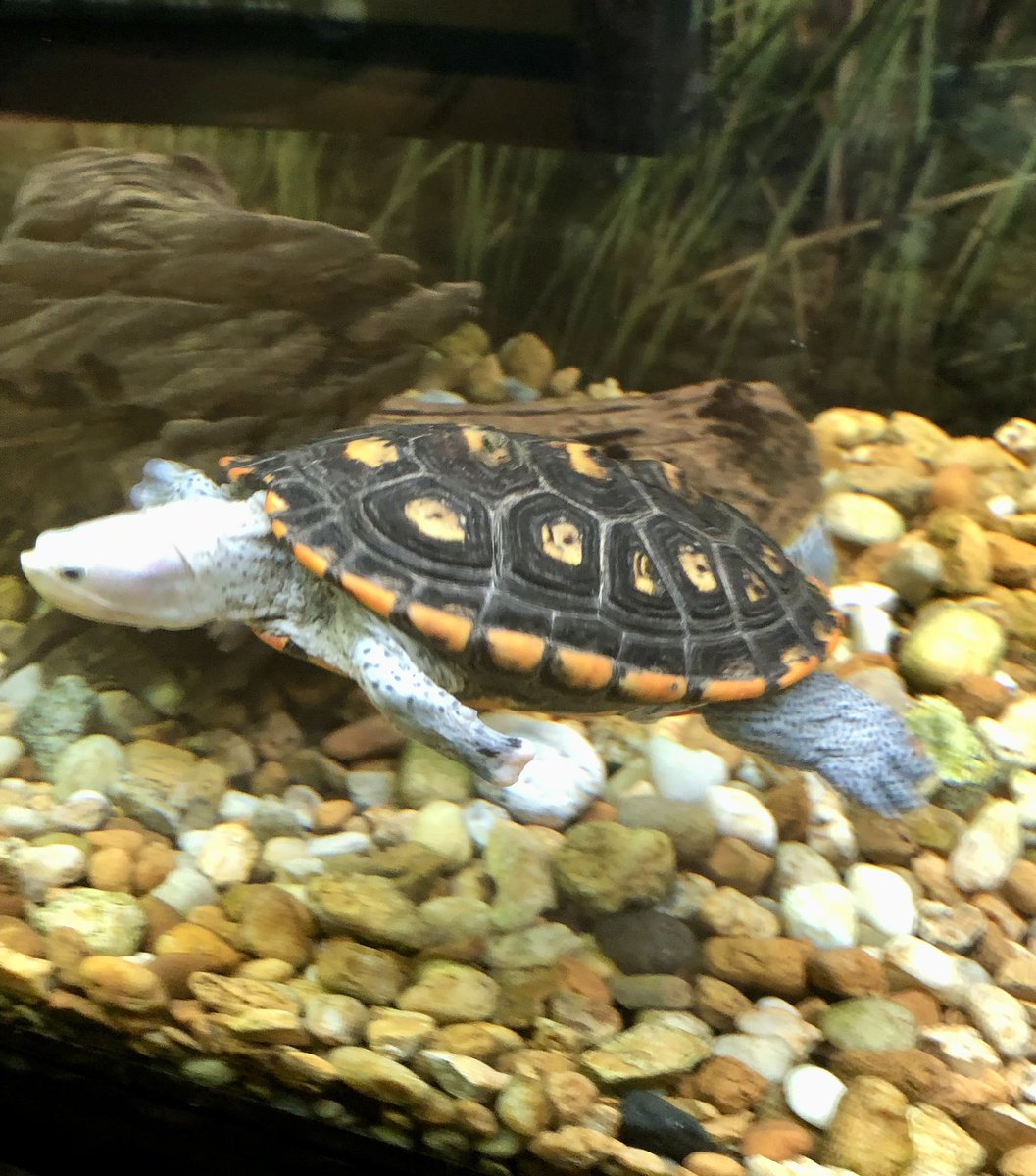 Nancy Danielides tweet media