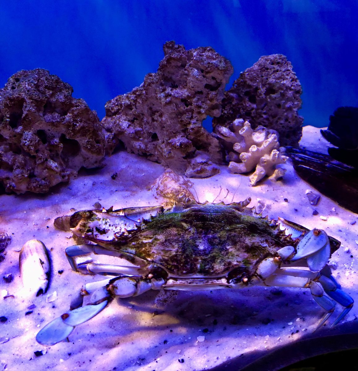 Nancy Danielides tweet media