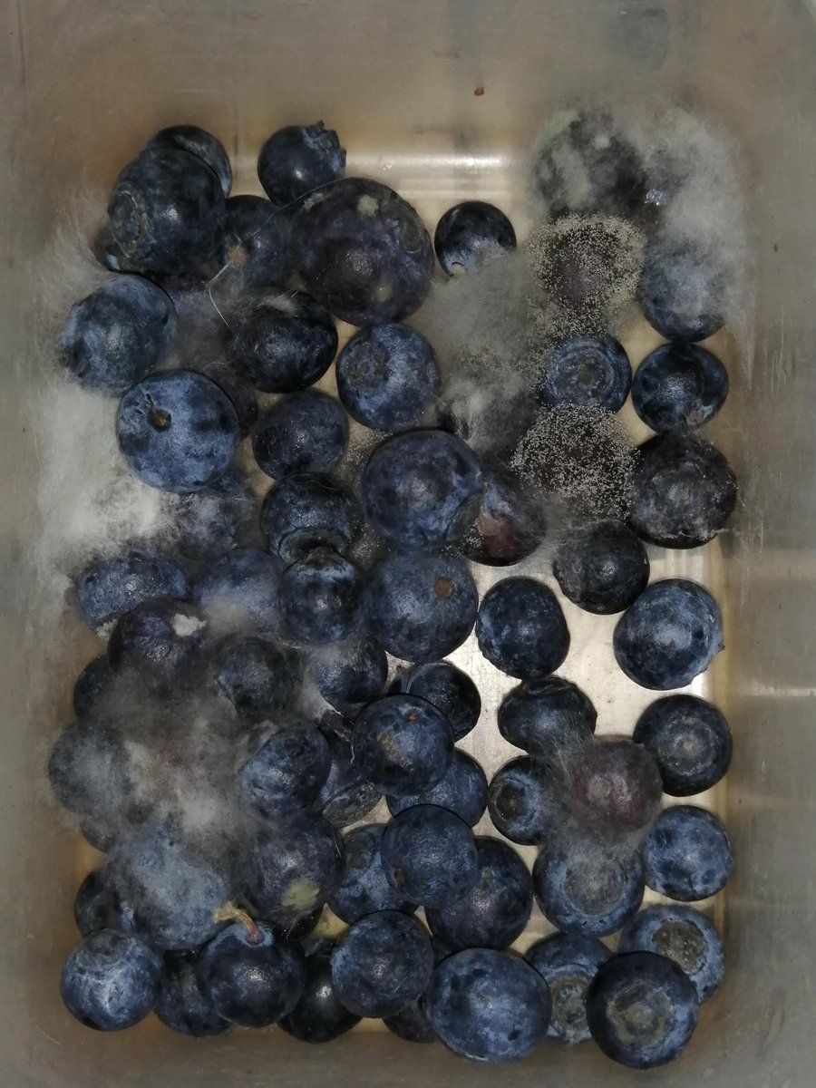 Nick Wilde on Twitter "Just found these blueberries behind the fridge