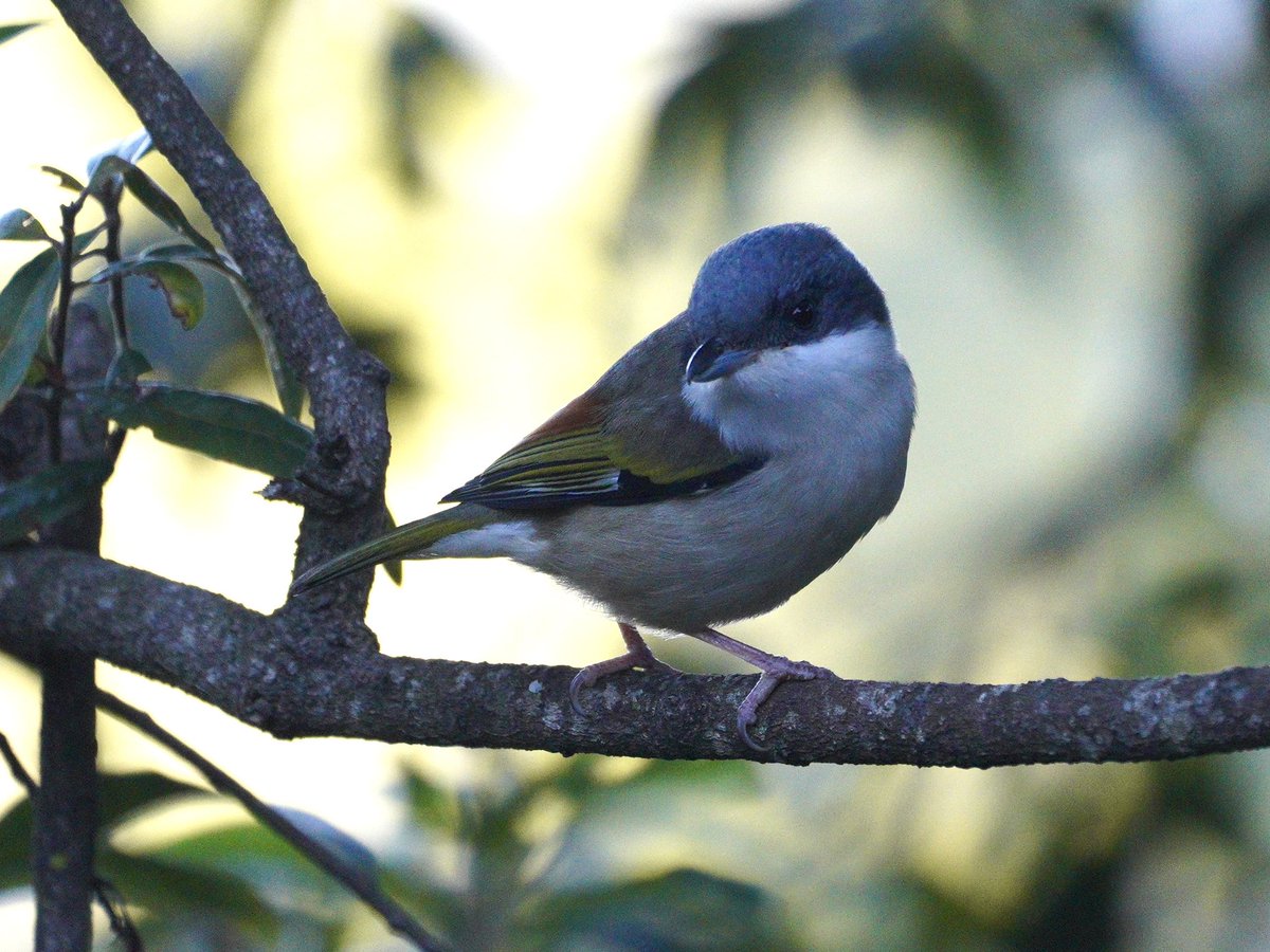 Saw this beautiful pair of white-browned Shrike Babbler on a recent trip to the hills. Pardon the high ISO noise. #Whitebrowedshikebabbler #IndiAves #IndianBird #BirdsofUttarakhand #BackyardBirding #BigBirdday