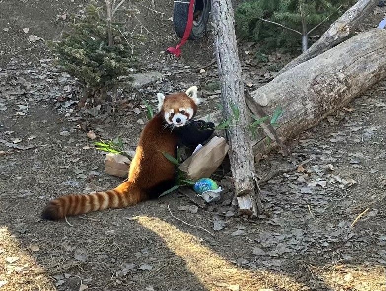 NBC Montana on Twitter "ZooMontana's Red Panda, Pabu recently took