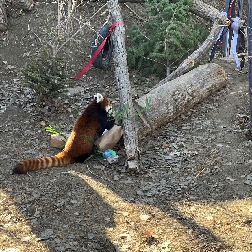 NBC Montana on Twitter "ZooMontana's Red Panda, Pabu recently took