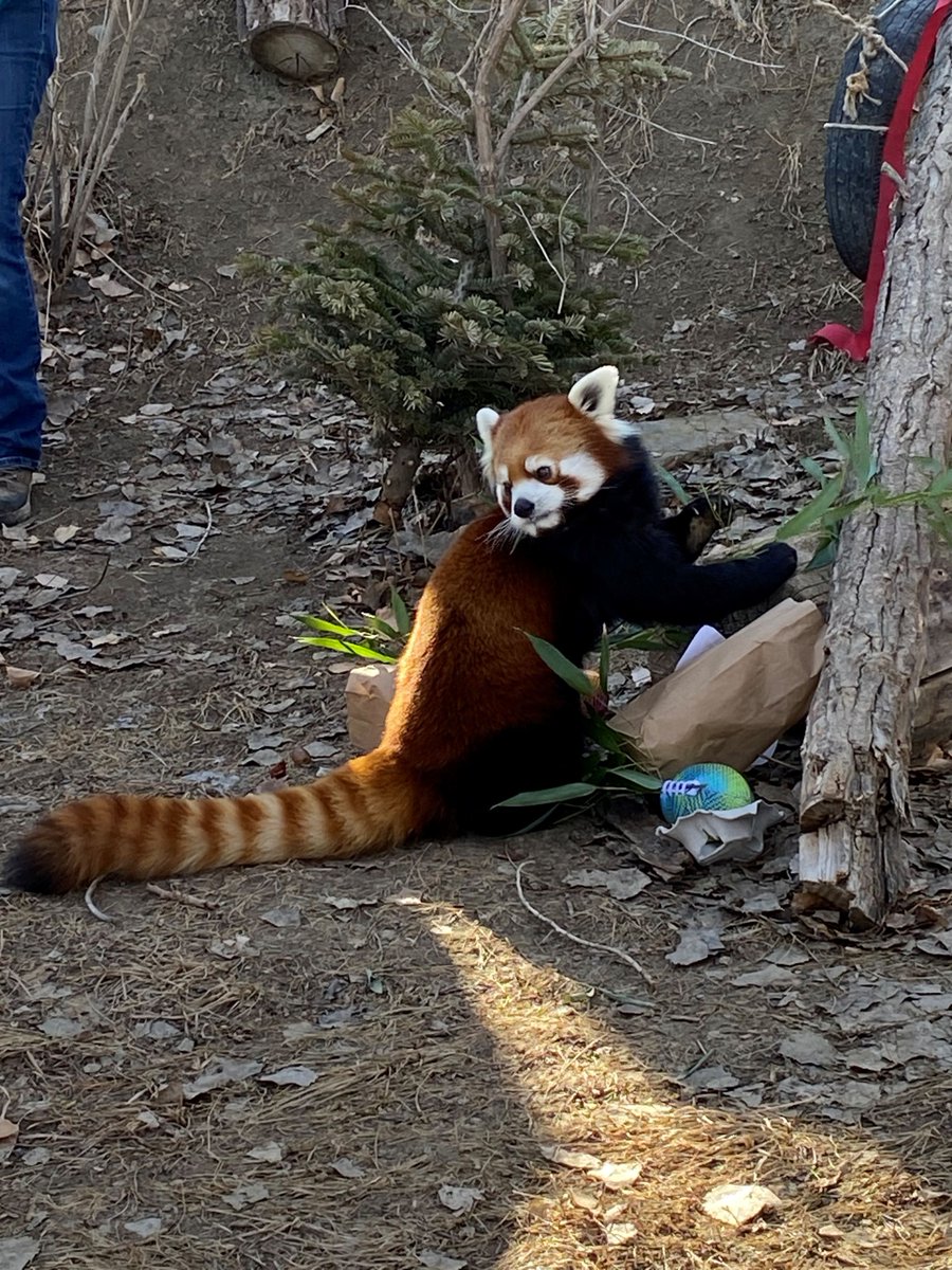 NBC Montana on Twitter "ZooMontana's Red Panda, Pabu recently took