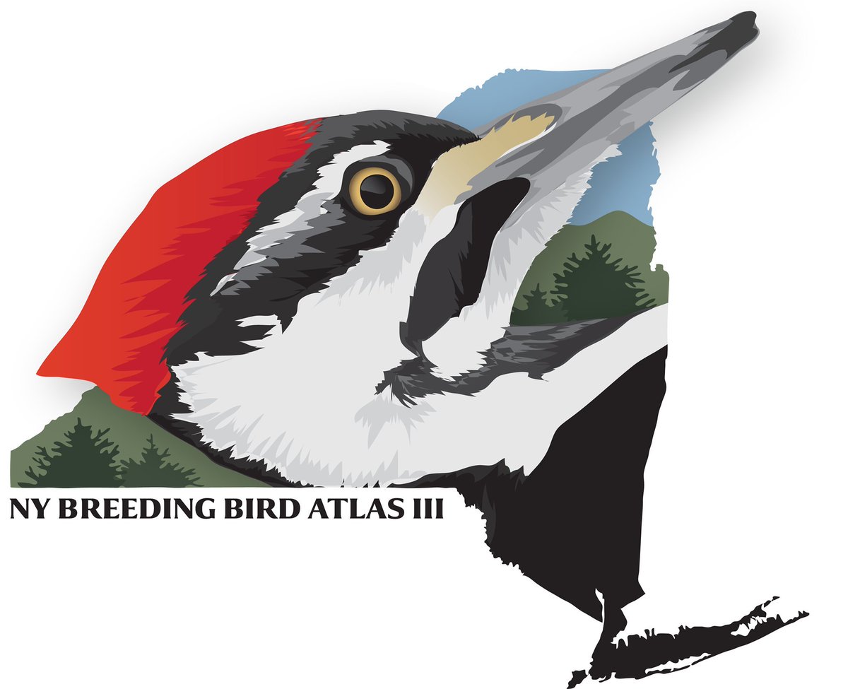 Hiring a Research Coordinator for the NY Breeding #Bird Atlas point count effort. Term: ASAP through mid-July 2024. Salary+full Cornell benefits. tinyurl.com/26jajb6c
<a href="/nybbaiii/">NY Breeding Bird Atlas III</a> #BirdTwitter #birding #ornithology <a href="/Team_eBird/">eBird</a> Please RT!