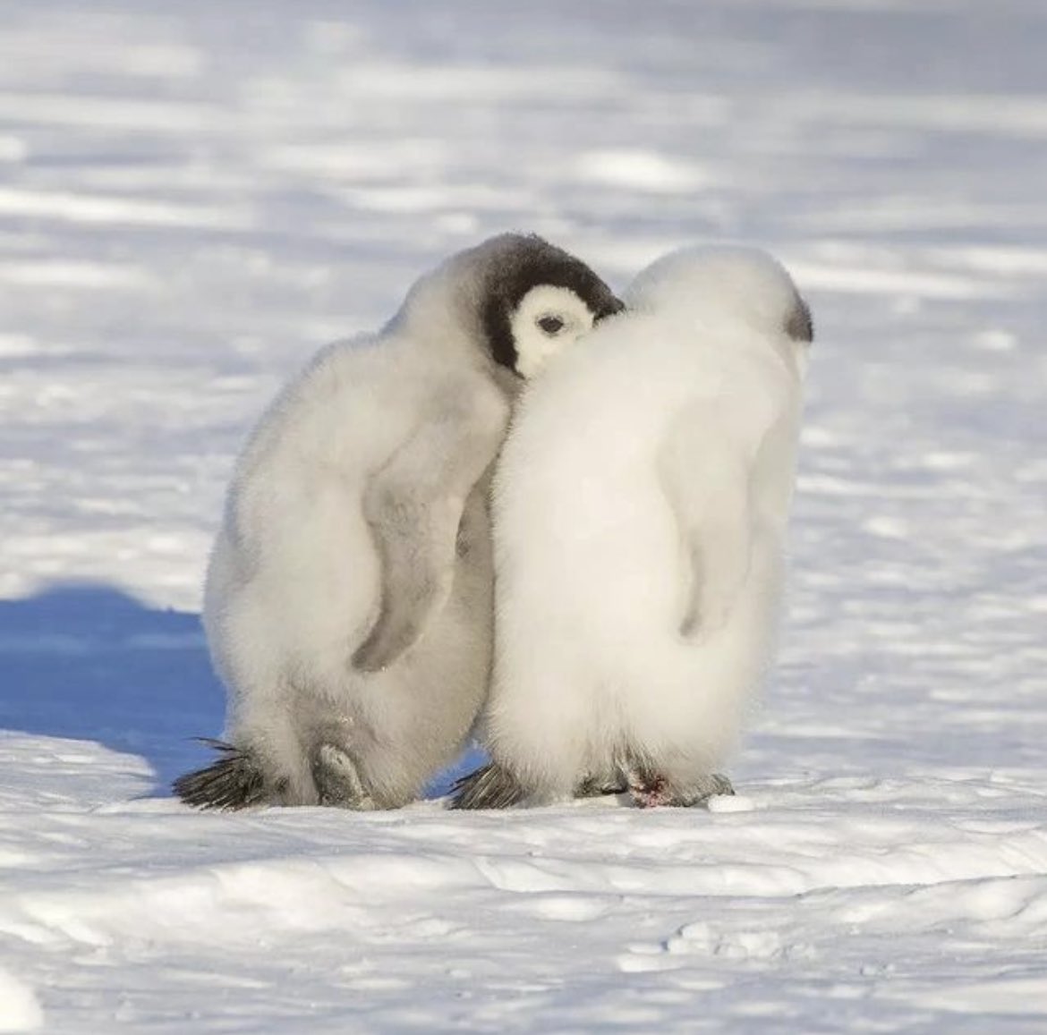 CuffedDating's tweet image. this is what it’s all about