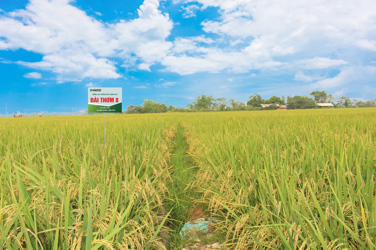 The #DFCD’s Origination Facility Investment Committee approved a proposal to support the development of #climate resilient #rice seeds in the Mekong Delta with 
<a href="/VINASEED/">VINASEED</a>
, a company engaged in research, breeding, production and business of crop seed.⬇️
 on.snv.org/3x92YX