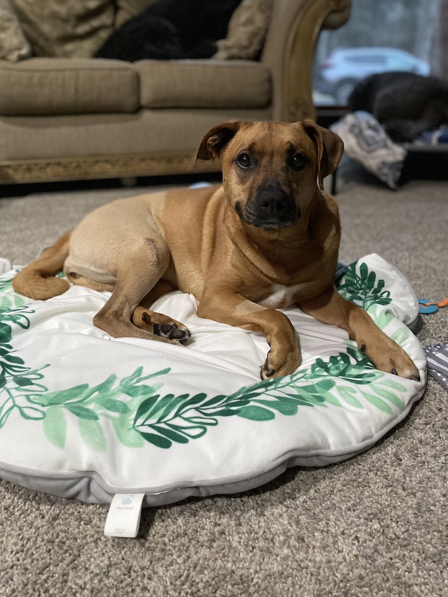 Good evening furrbuddies … Bear just wanted to say TY for all of the prayer, good vibes and uplifting words .. it is good for their soul in the recovery ❤️🐾🐾❤️