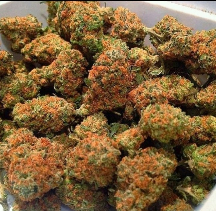 Istoe_1's tweet photo. Different flavors ππ€
OG CALI BUDS 420π¨π¨ π²1 213 545 6178.
#Calibuds #Cannabiscomunity #Mmemberville #Writeweed #Stoners #Cannabisculture #Cannabislife #Cannabislegalization #Weedlovers #Weedsmokers #Weedgrowers #Weedlife #Weedgroups #Cookies #Vapepens #Concentrate #Edibles . https://t.co/N9ZBr68xbZ