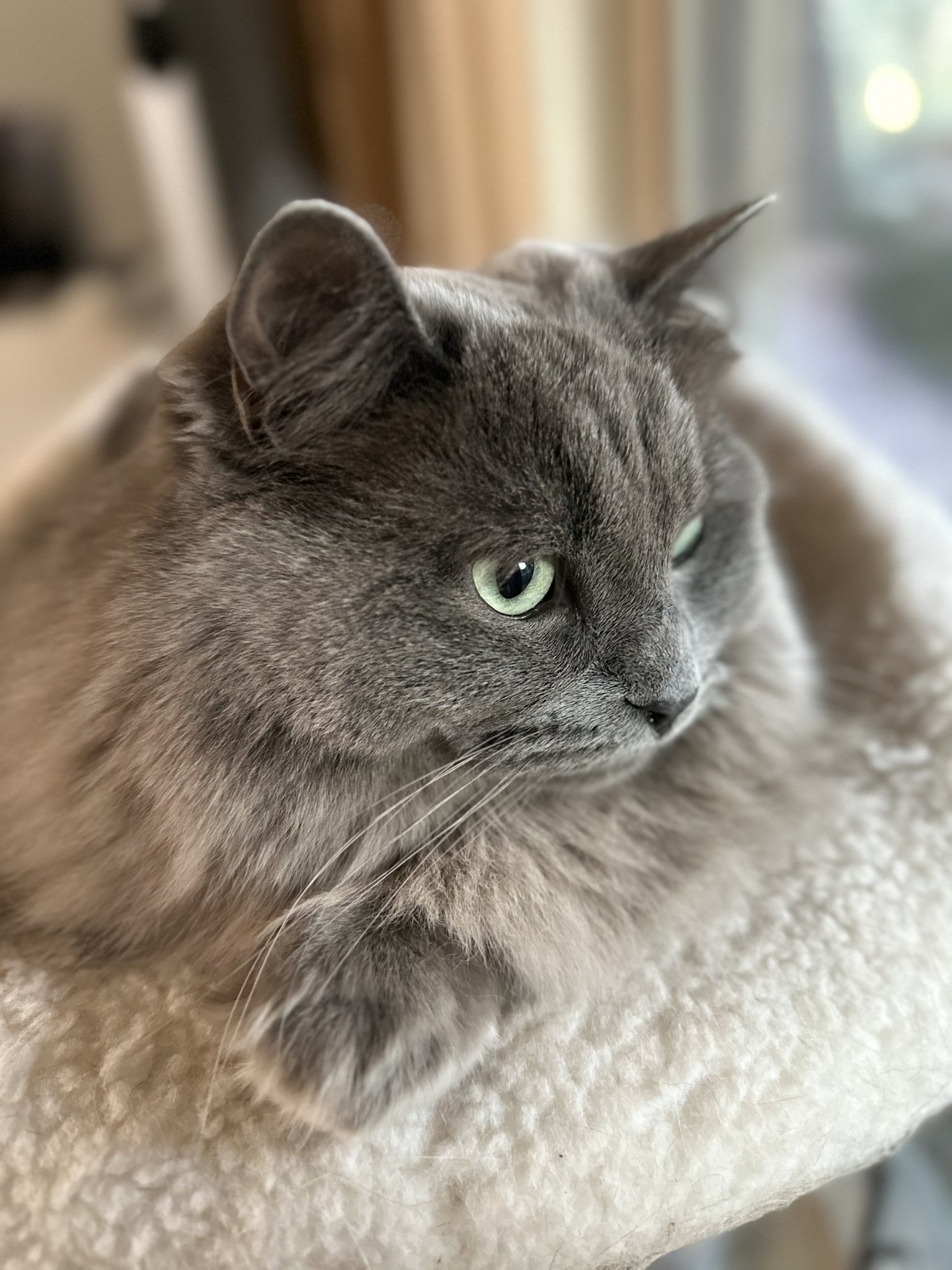 Who Is Catturd On Twitter