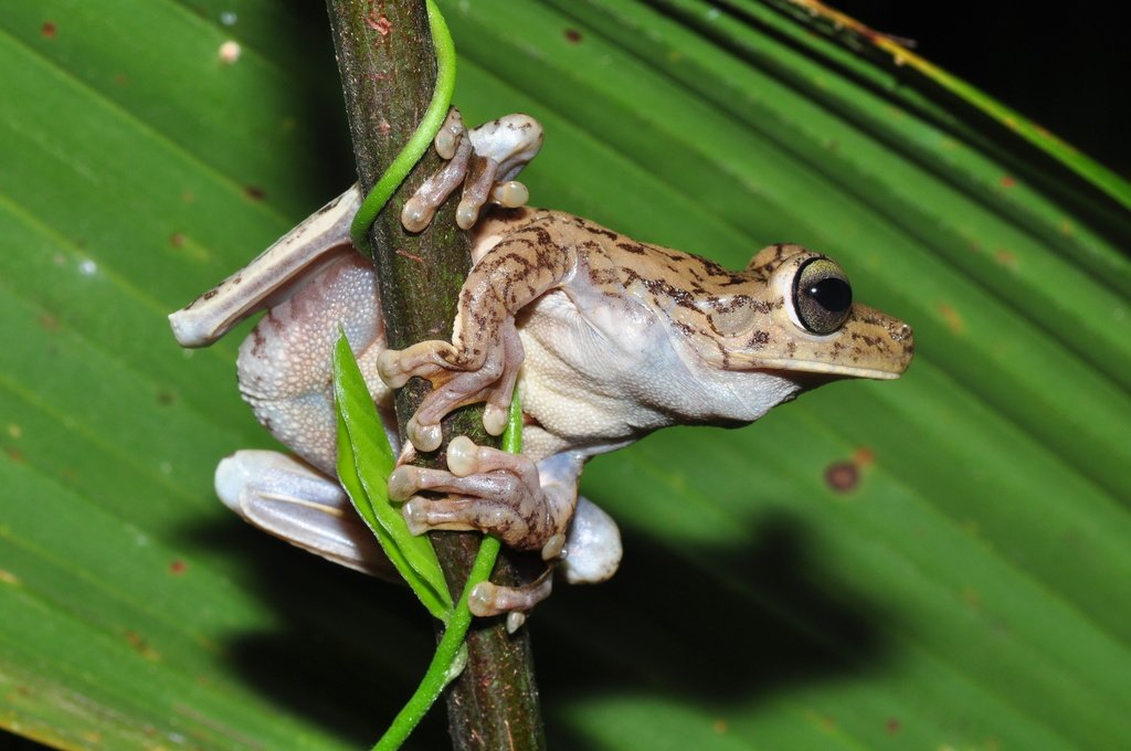 🐸 Frogs Daily 🐸 (and other amphibians) tweet media