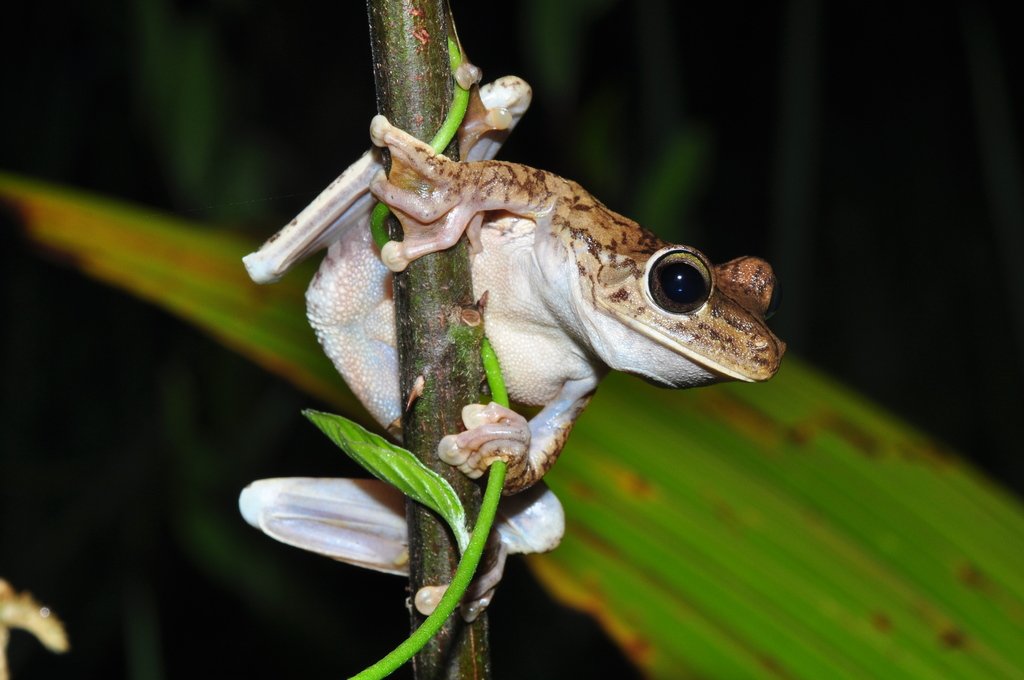🐸 Frogs Daily 🐸 (and other amphibians) tweet media