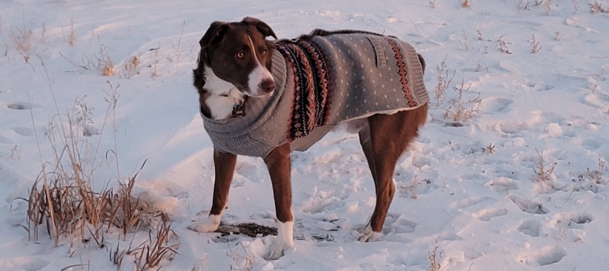 bare_skin's tweet photo. @catturd2 Ruger the Booger, a 2yo rescue
Wyoming Cowdog in his dapper strolling attire. https://t.co/GxgdxFjIeU
