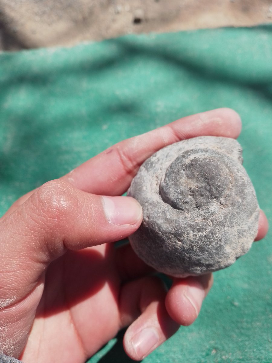 36Slicho's tweet image. Hoy me pasó algo increíble, encontré un fósil de caracola en mi escuela