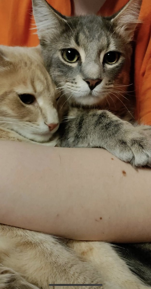Meet the newest edition to my family of pets
I have Cornbread and Butters now we have Mashed potatoes and Gravy!