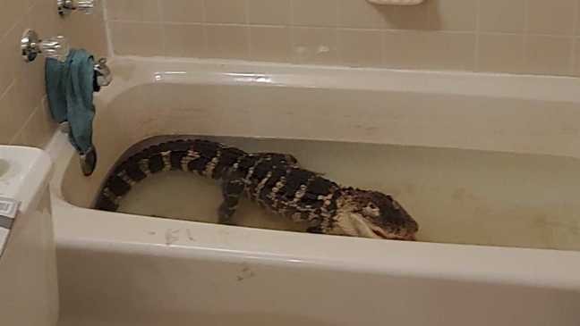 GatorsDaily's tweet photo. oh god oh fuck https://t.co/d2EDj4UJVY