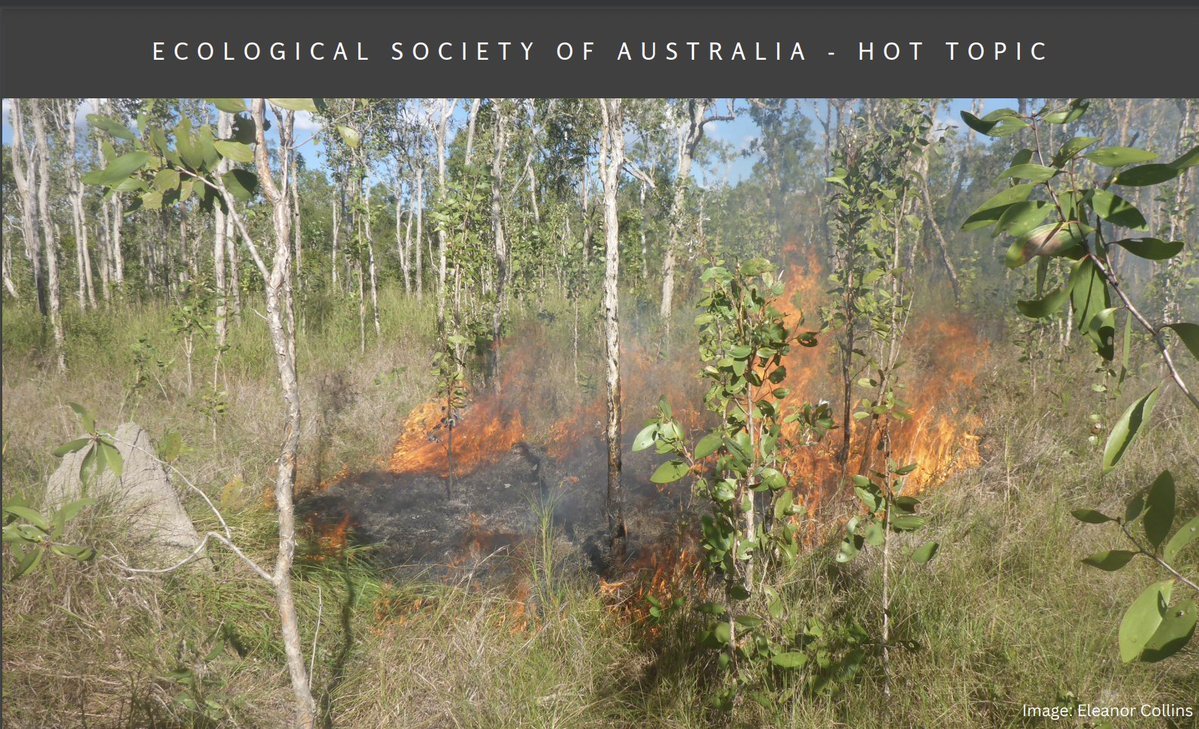 #KangarooGrass is a keystone species for ecological fire management 🌾🔥 @EcolSocAus ecolsoc.org.au/?hottopic-entr…