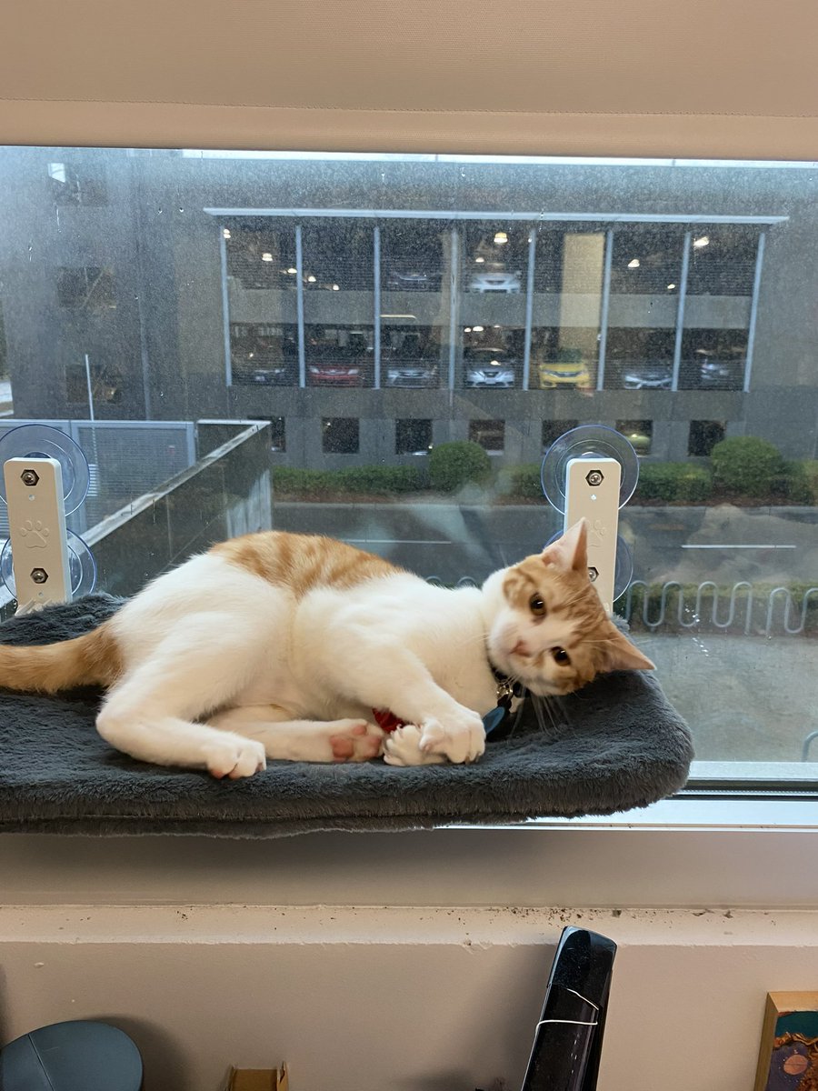 JackCosteira's tweet photo. @catturd2 When it’s raining outside. Brook the dog is bummed she can’t go play with her friends. Merlin the cat is just being a cat, rain or shine. https://t.co/nuVoY4cCj4