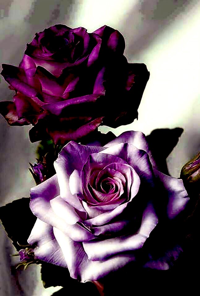 “Allah’tan hakkı ile ancak alimler korkar.” 

(Fâtır Sûresi, 28)

HAYIRLI ve NURLU CUMA’LAR…