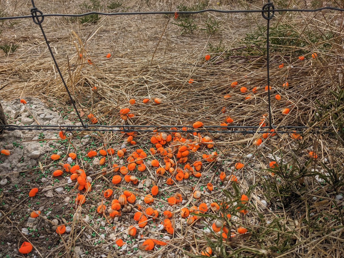 May have jumped the gun.

#snailcam will keep an eye on #Thebapisana movement
#metarexinov #snails #timetogetiton