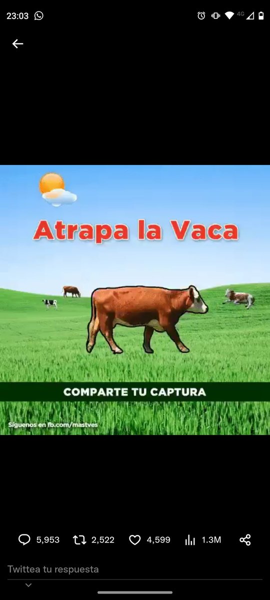 Tomas Figallo tweet media
